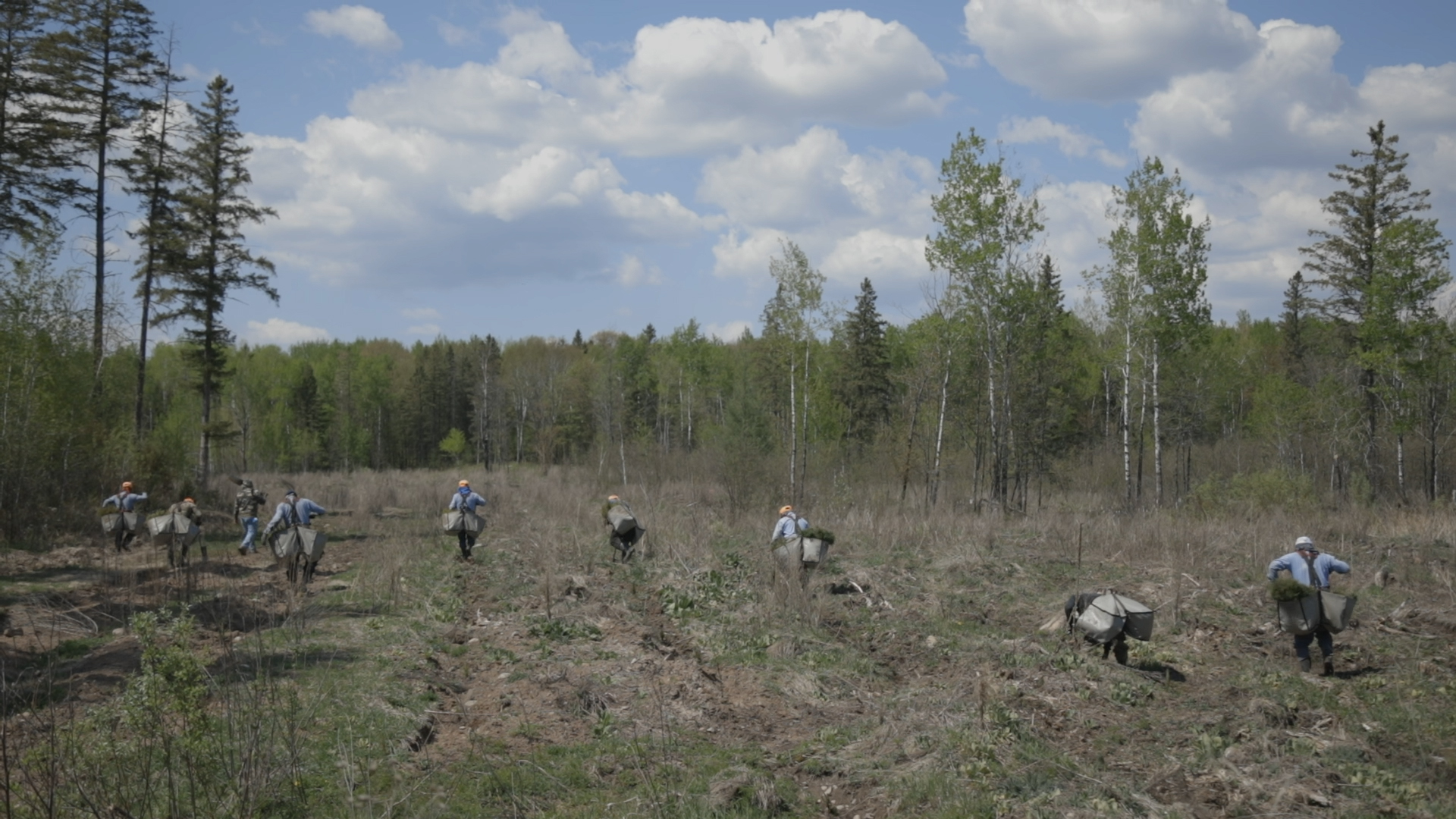 atkins mn reforestation project DNR on site