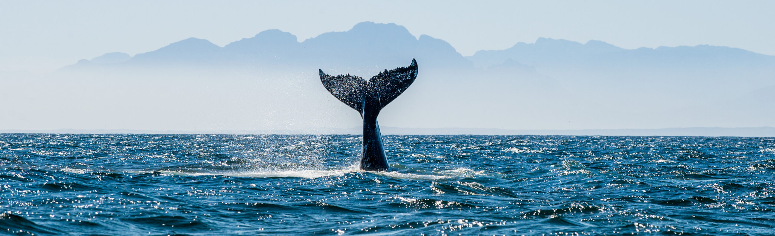 Flights to British Columbia, A Whales tail surfacing while diving into the pacific ocean