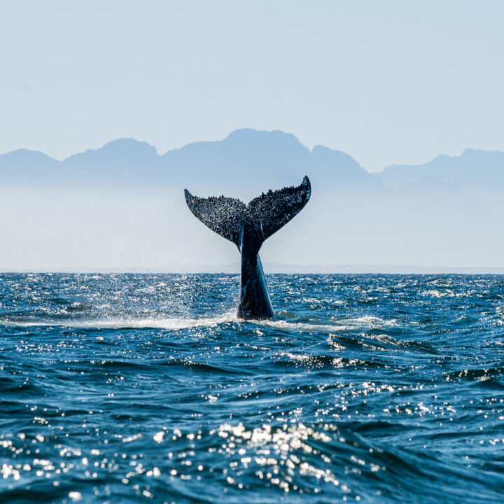 Flights to British Columbia: tale of whale off the beaches of british columbia