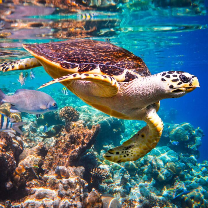 Flights to the Maldives: close up of green sea turtle