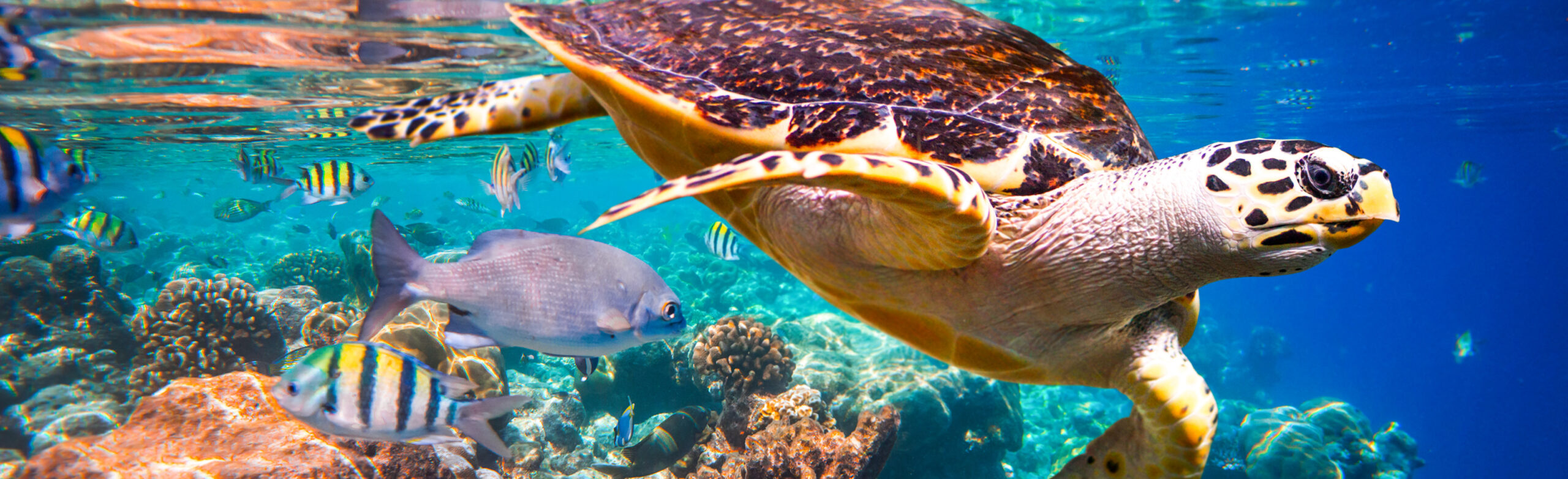Flights To The Maldives, Underwater with turtle swimming