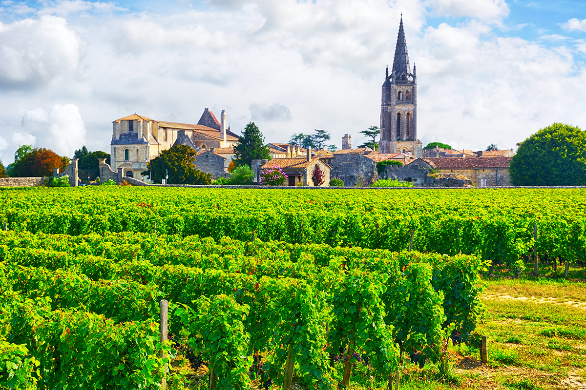 bordeaux wine vineyard