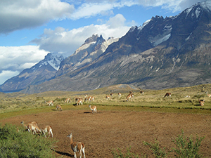 Alpacas in patagonia