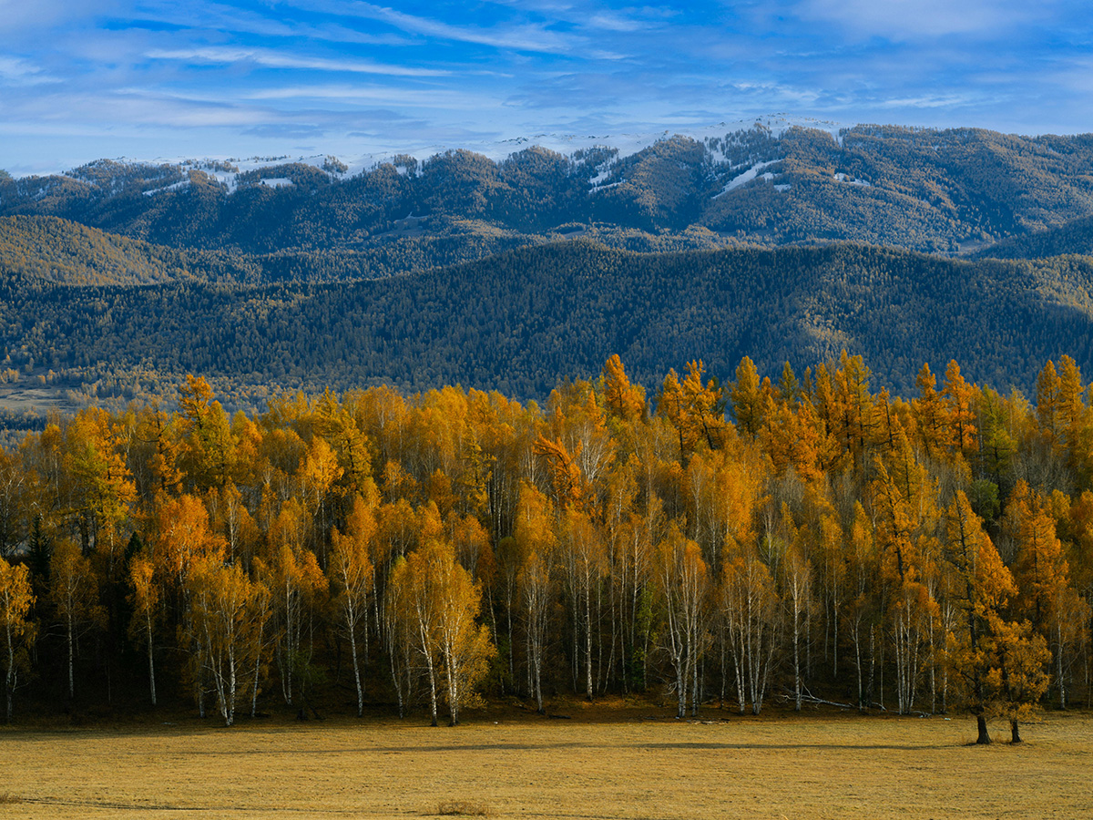 Autumn in Aspen, Colorado