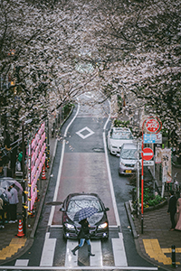 cherry blossom season Tokyo