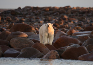 polar bear on rocky coast