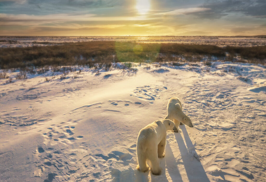 Polar Bear Safaritwo-adult-polar-bears-ursus-maritimus-stand-together-in-snowy-arctic-tundra-setting-as-the-sun-rises-over-the-northern-canadian-landscape-churchill-manitoba